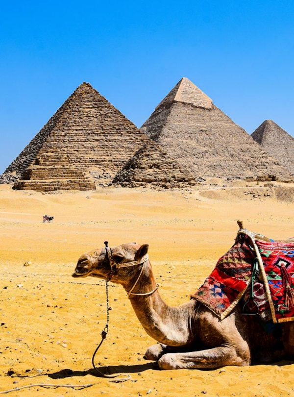 A camel relaxes in the desert sand with the iconic Pyramids of Giza in the background under a bright blue sky.